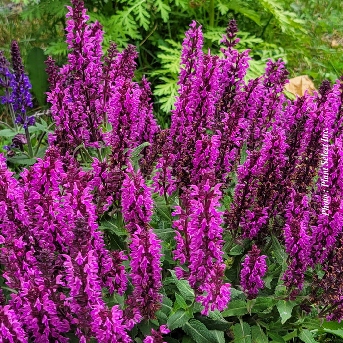 SALVIA - ROSE MARVEL