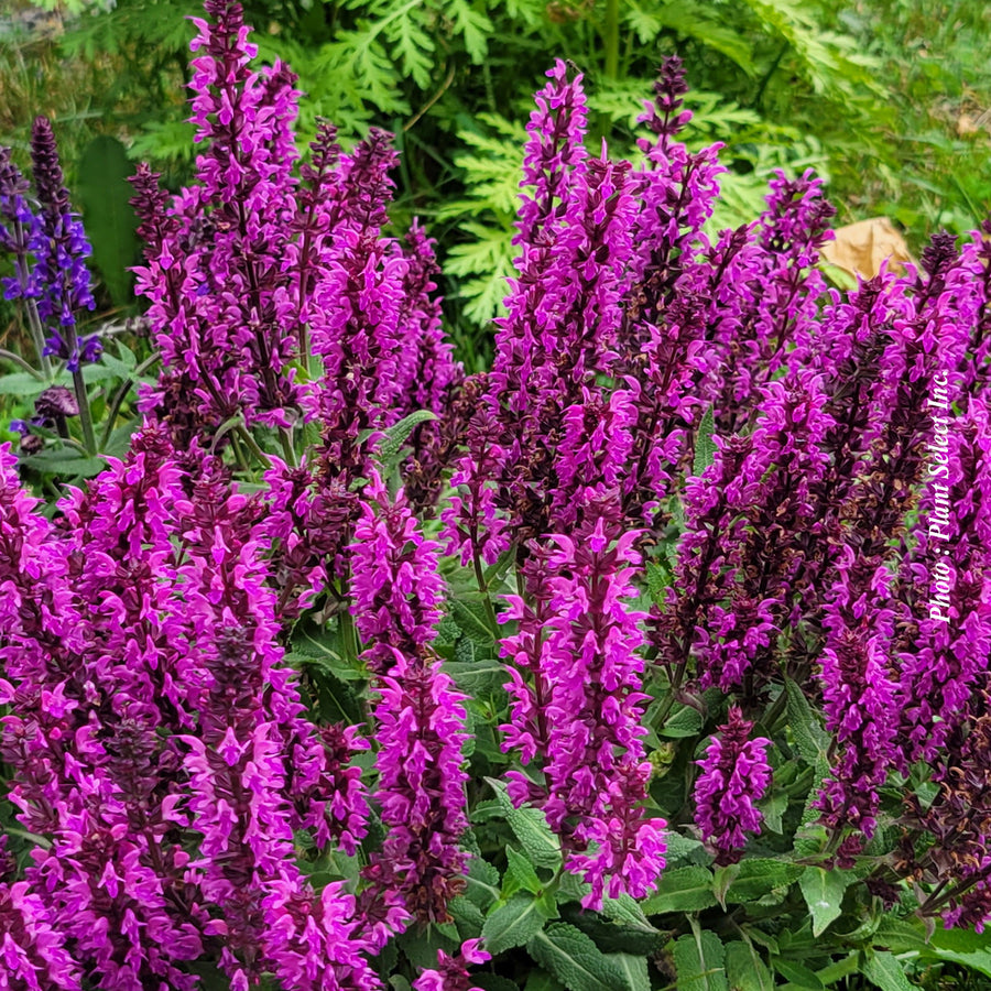 SALVIA - ROSE MARVEL