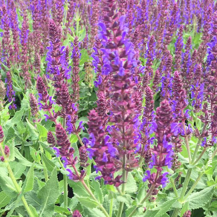 SALVIA COLOR SPIRES® - VIOLET RIOT