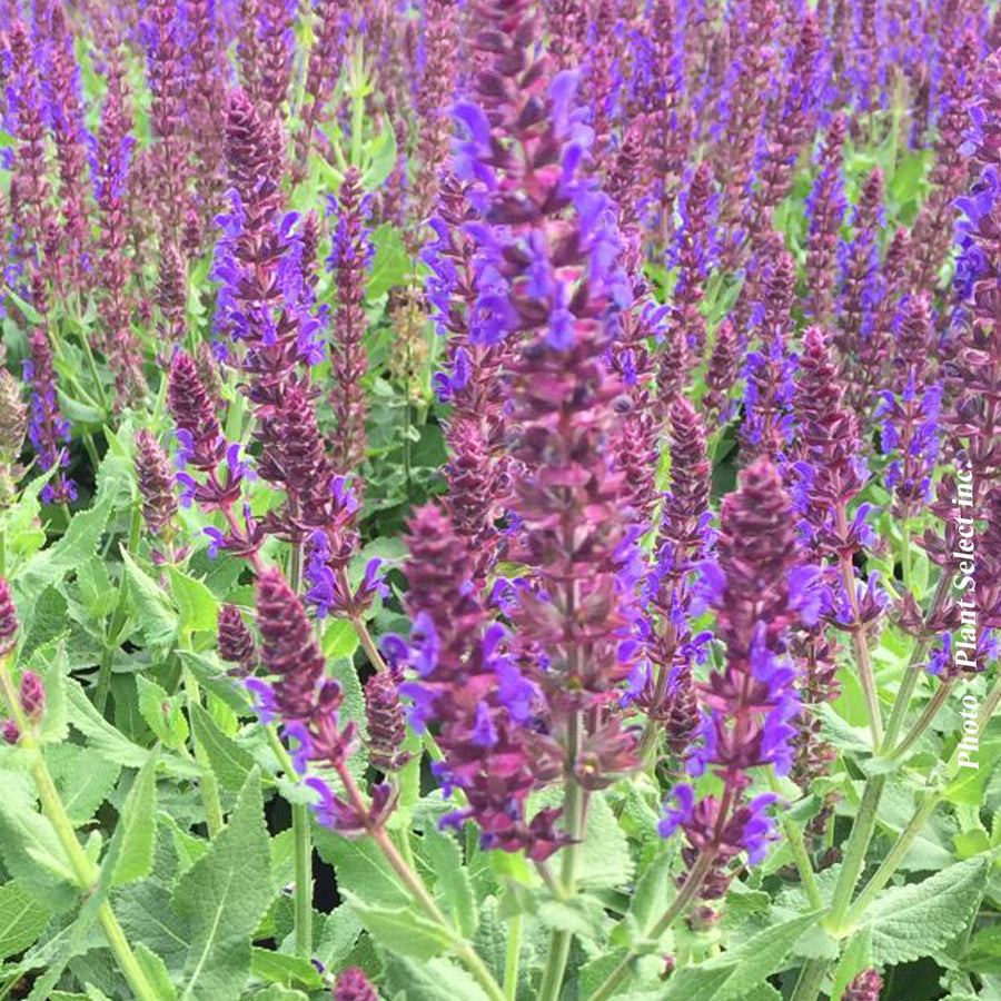 SALVIA COLOR SPIRES® - VIOLET RIOT