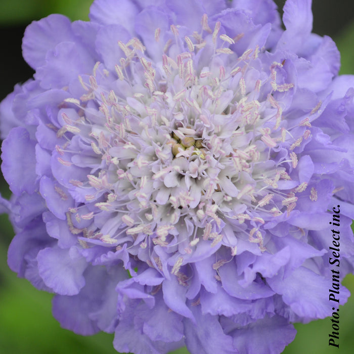 SCABIOSA COLUMBARIA - BUTTERFLY BLUE
