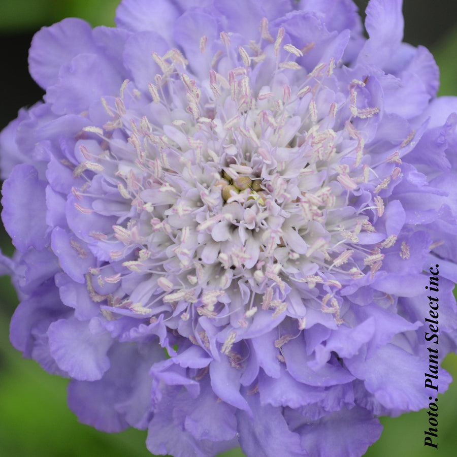 SCABIOSA COLUMBARIA - BUTTERFLY BLUE