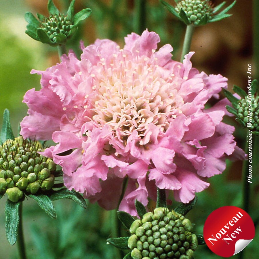 SCABIOSA -PINK MIST