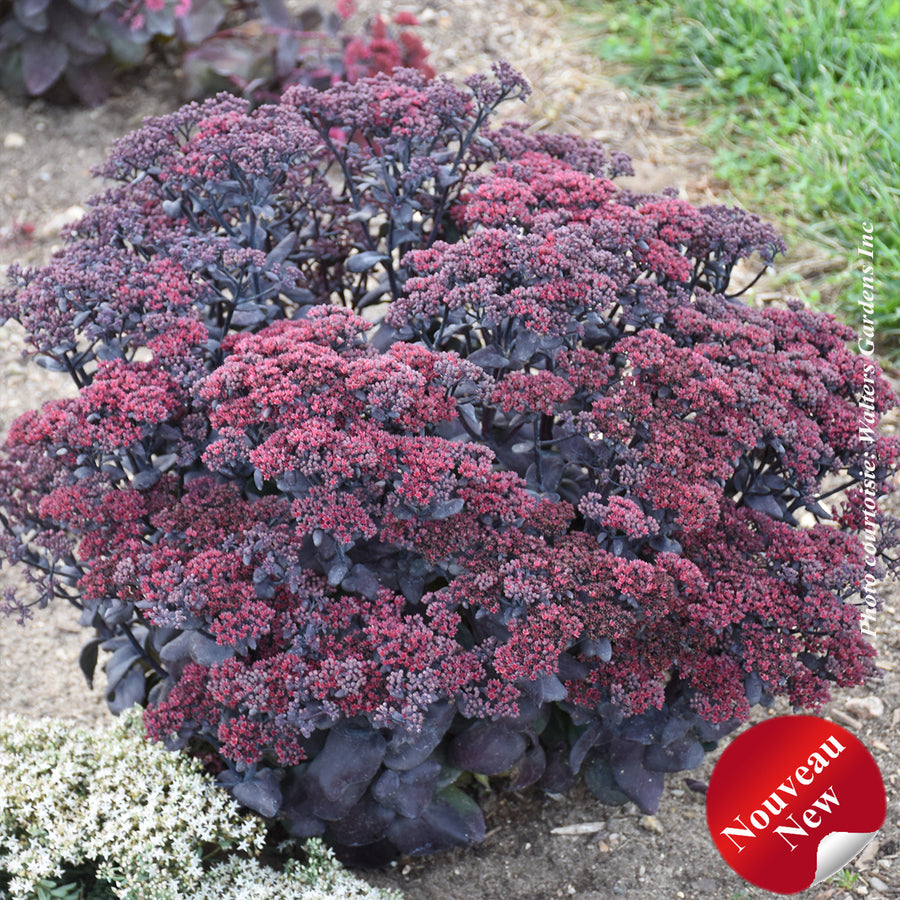 SEDUM - AFTER DARK