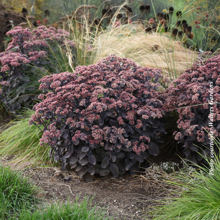 SEDUM ROCK'N GROW - BACK IN BLACK