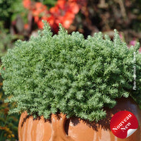 SEDUM REFLEXUM - BLUE SPRUCE (REF.)