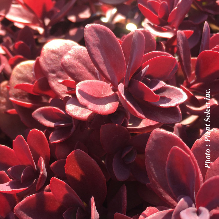 SEDUM SUNSPARKLER - FIRECRACKER