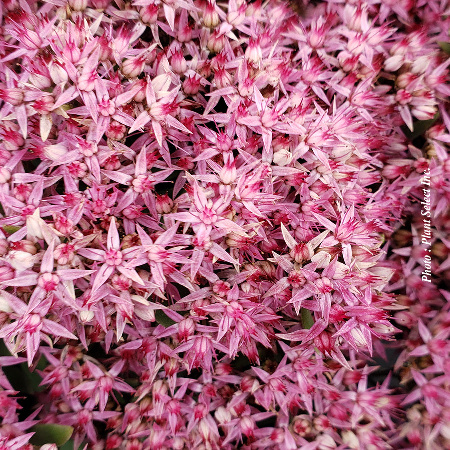 SEDUM - MR. GOODBUD