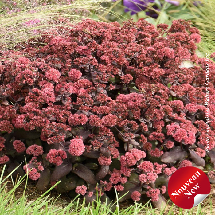 SEDUM - ROCK N GROWA MIDNIGHT VELVET