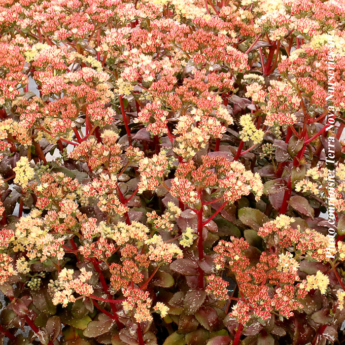 SEDUM - PEACH PEARLS