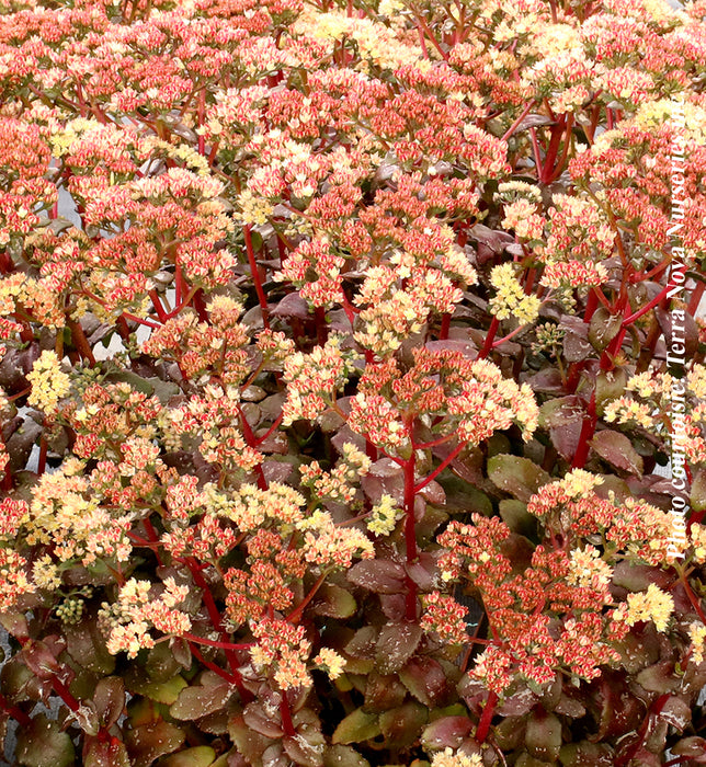 SEDUM - PEACH PEARLS