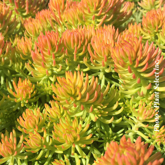 SEDUM - ANGELINA (RUP.)