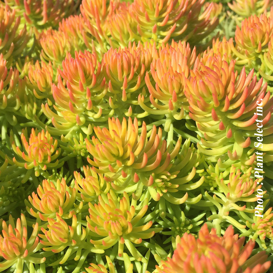 SEDUM - ANGELINA (RUP.)