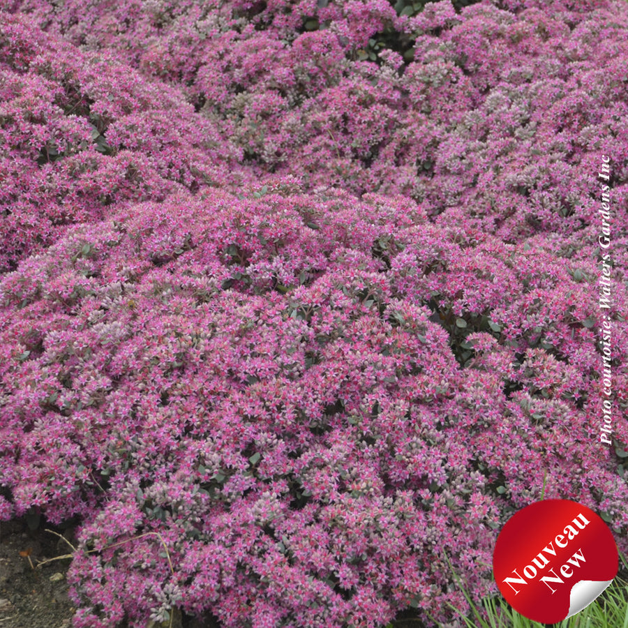 SEDUM ROCK 'N ROUNDA - POPSTAR