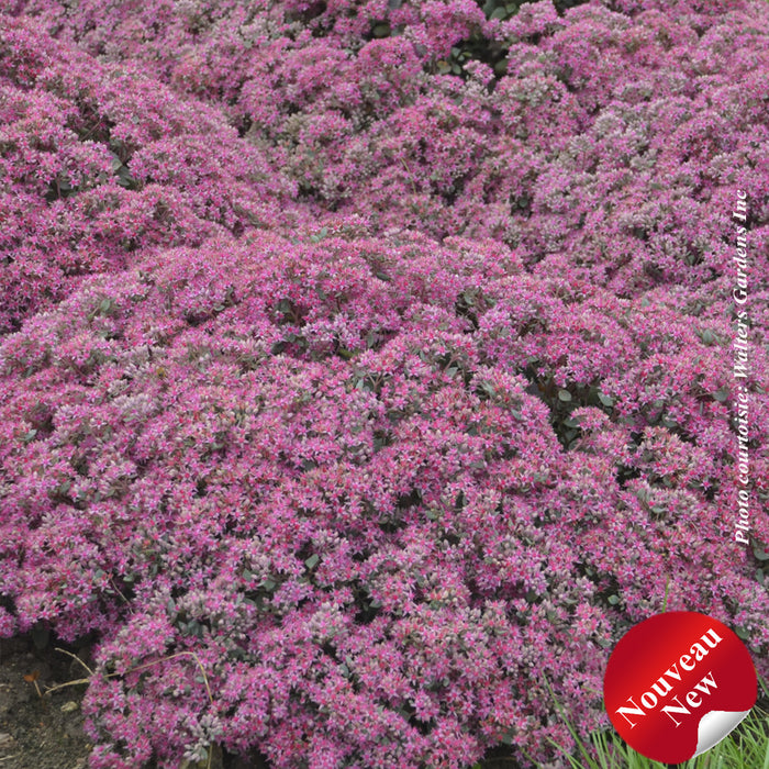 SEDUM ROCK 'N ROUNDA - POPSTAR