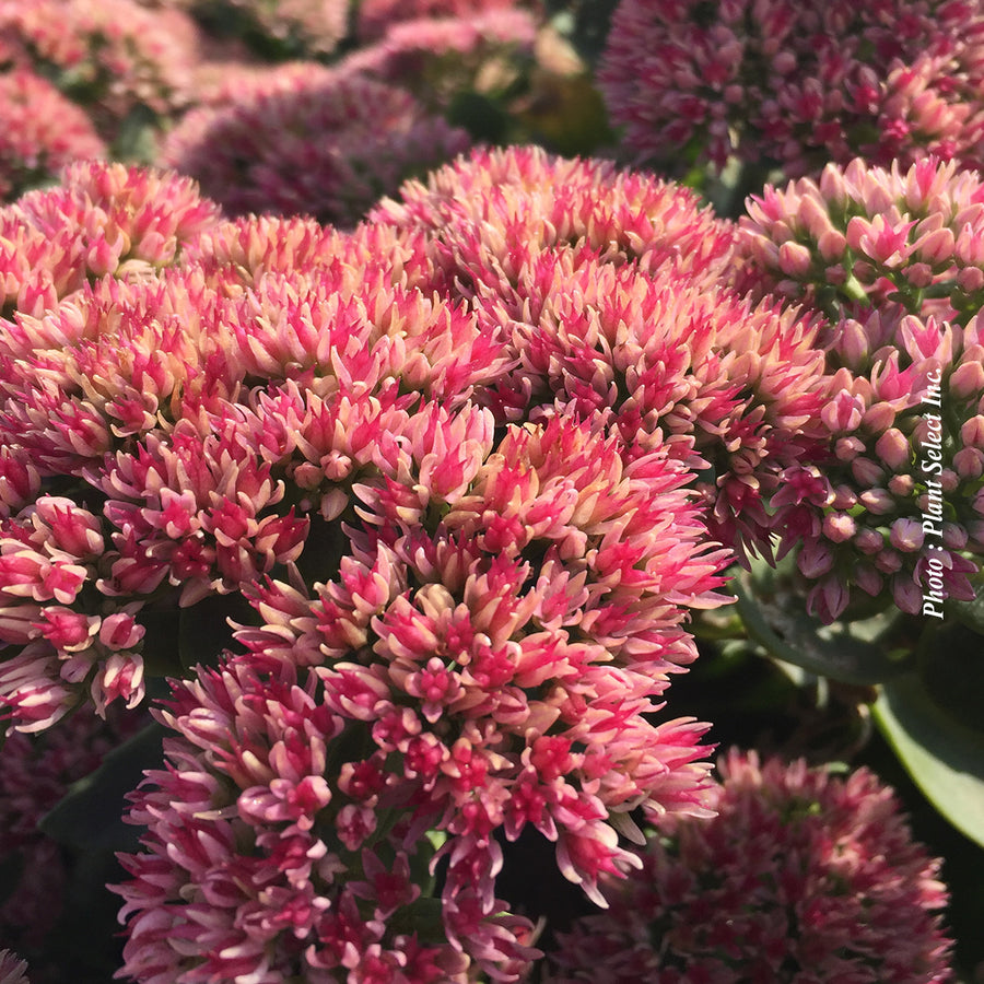 SEDUM HYBRID - AUTUMN FIRE