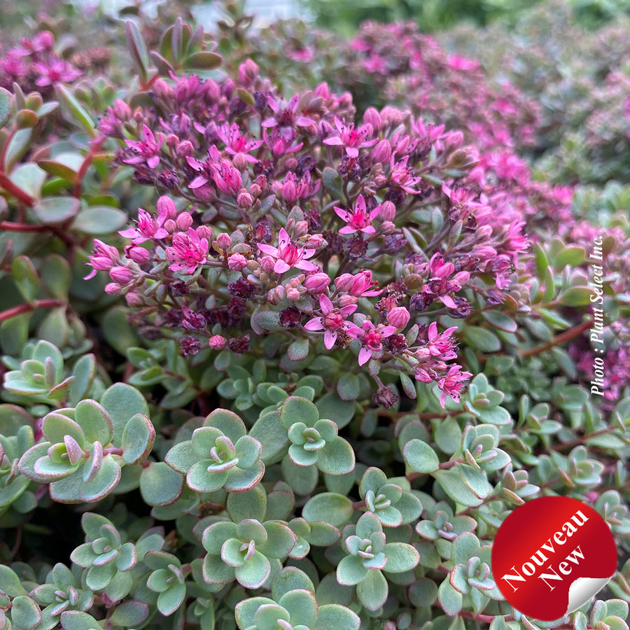 SEDUM - SHAMROCK