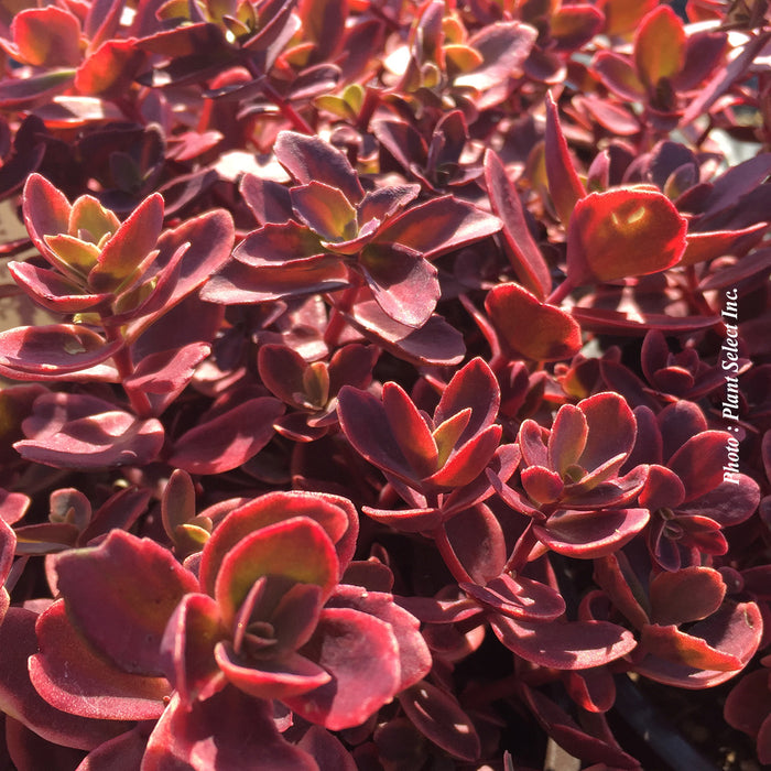 SEDUM SUNSPARKLER - WILDFIRE