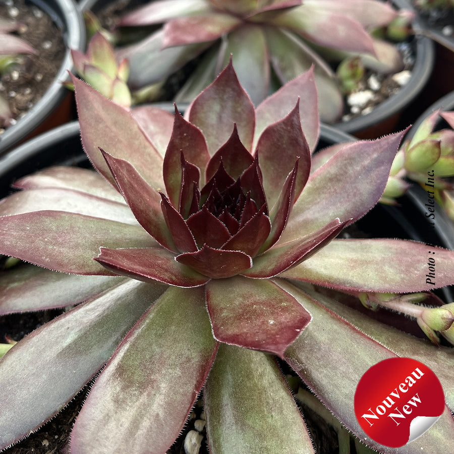 SEMPERVIVUM CHICK CHARMS GIANTS - COPPER CANYON