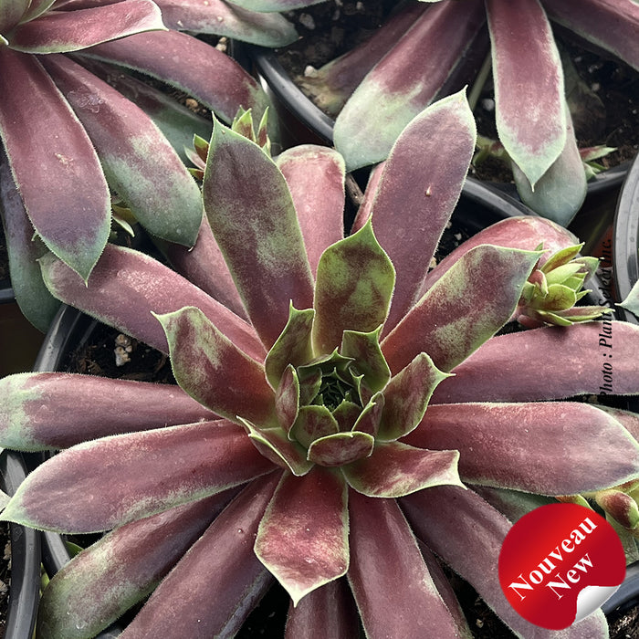 SEMPERVIVUM CHICK CHARMS® GIANTS - EMERALD EXPLOSION