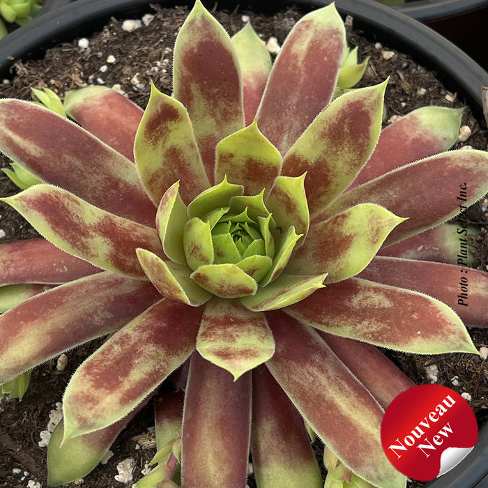 SEMPERVIVUM CHICK CHARMS GIANTS - GOLD MINE