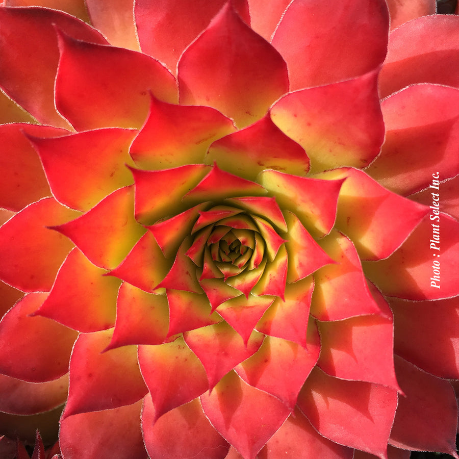 SEMPERVIVUM - CHICK CHARMS - GOLD NUGGET