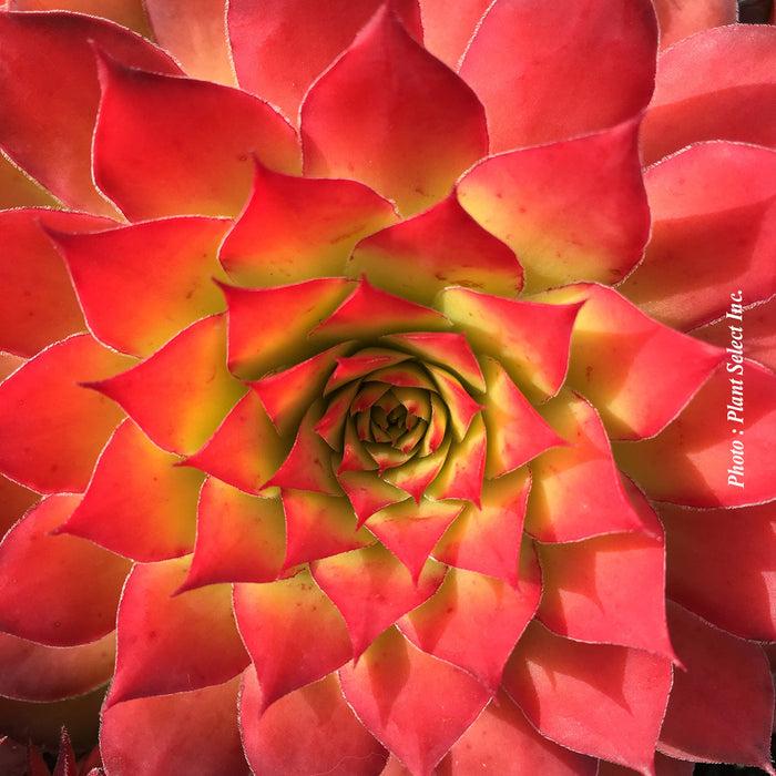 SEMPERVIVUM - CHICK CHARMS - GOLD NUGGET