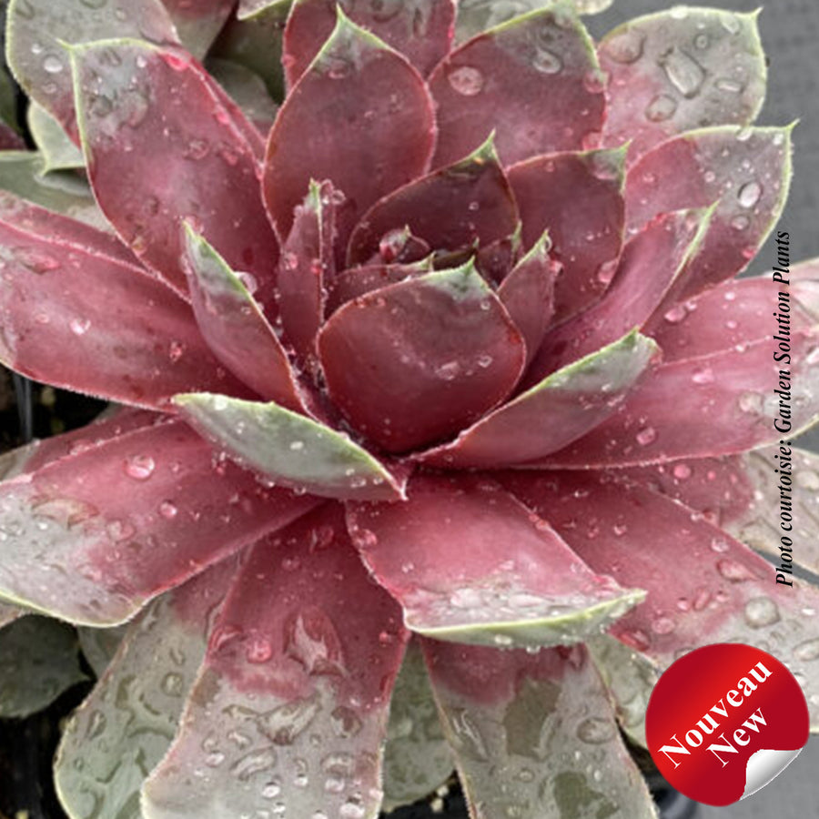SEMPERVIVUM CHICK CHARMS GIANTS - STEEL APPEAL