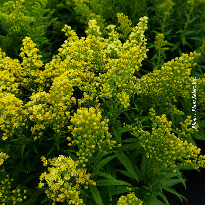 SOLIDAGO - LITTLE LEMON