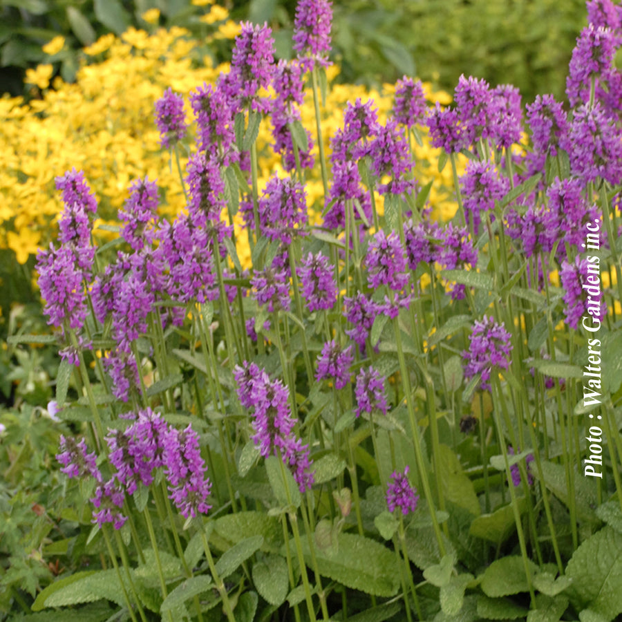 STACHYS MONIERI - HUMMELO