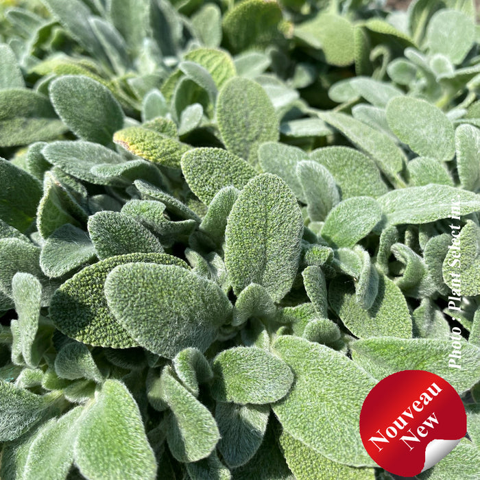 STACHYS - LITTLE LAMB