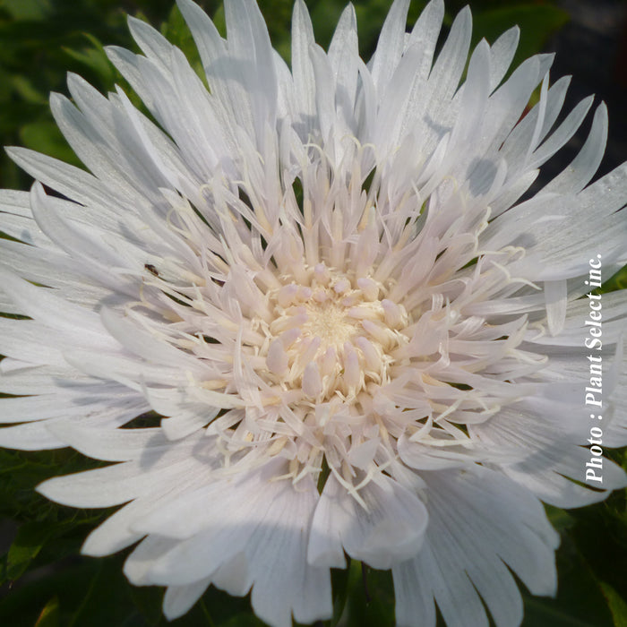 STOKESIA - DIVINITY