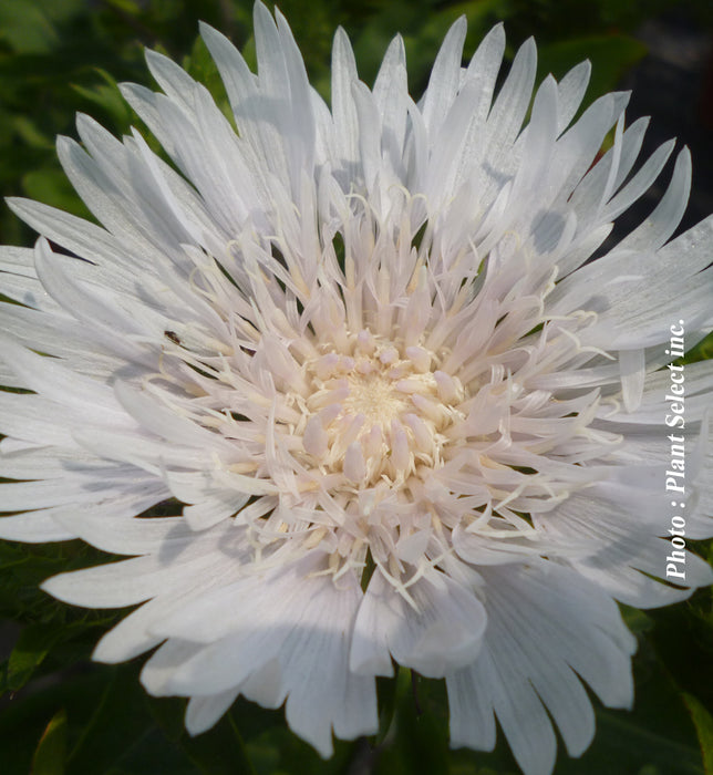 STOKESIA - DIVINITY
