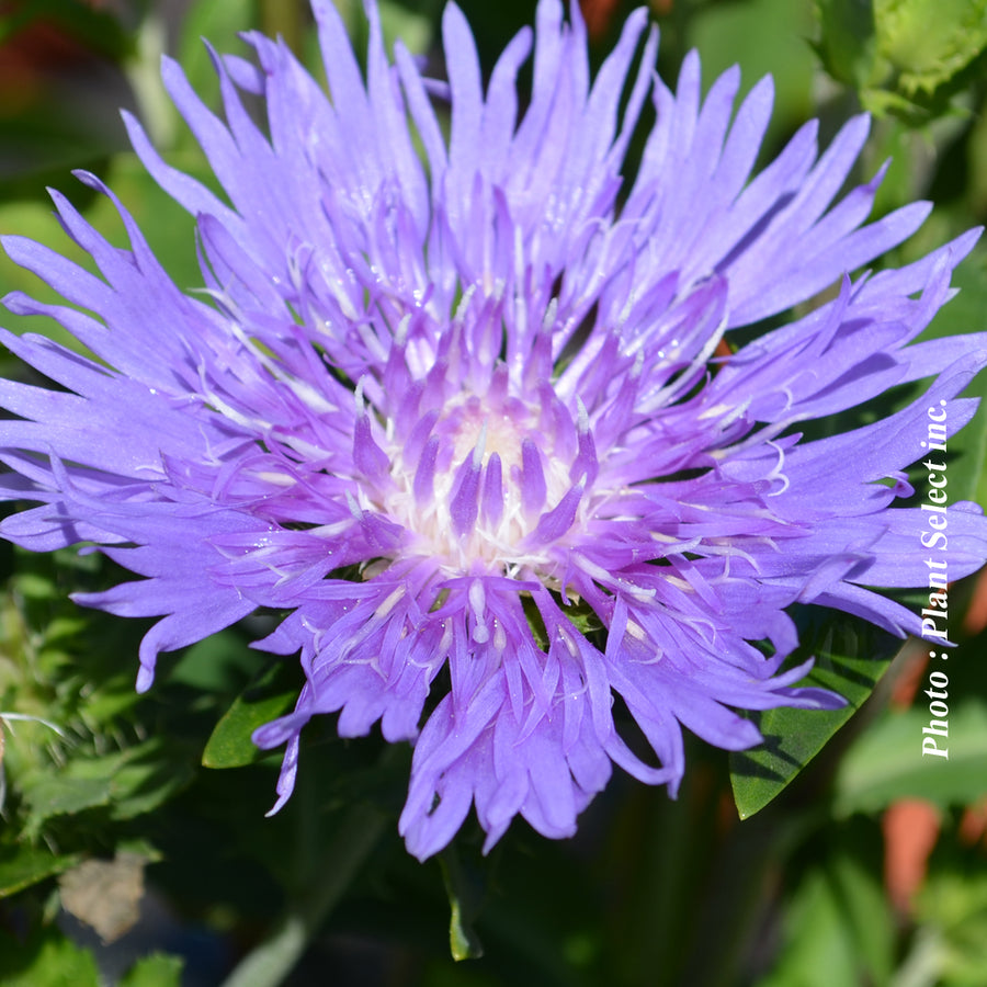 STOKESIA - MEL'S BLUE