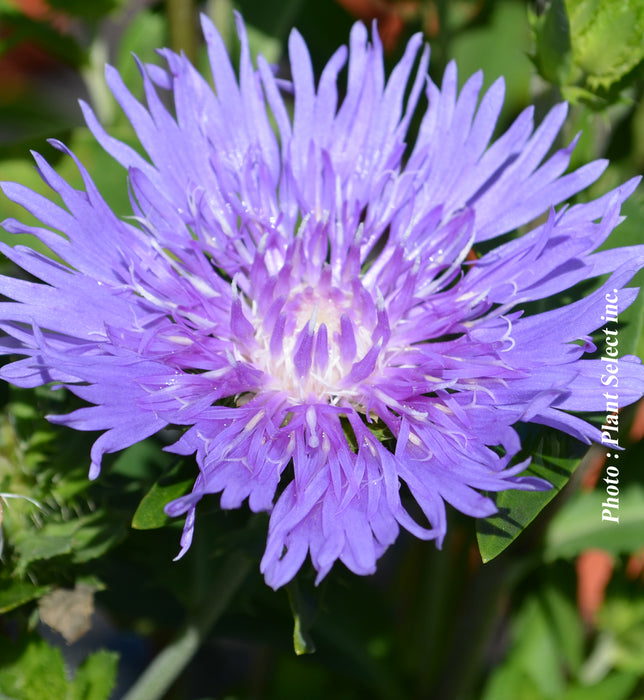 STOKESIA - MEL'S BLUE