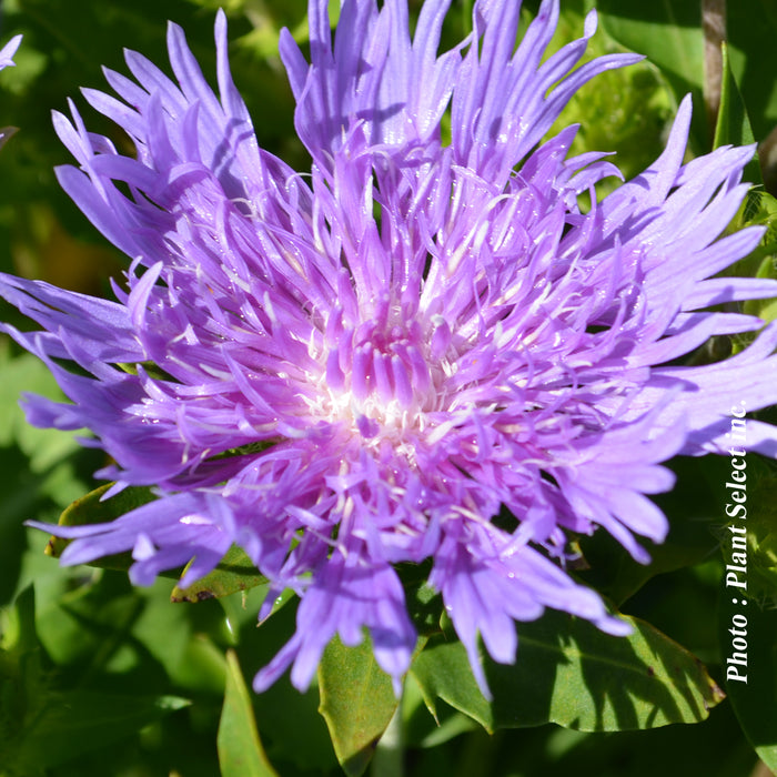 STOKESIA - PEACHIE'S PICK