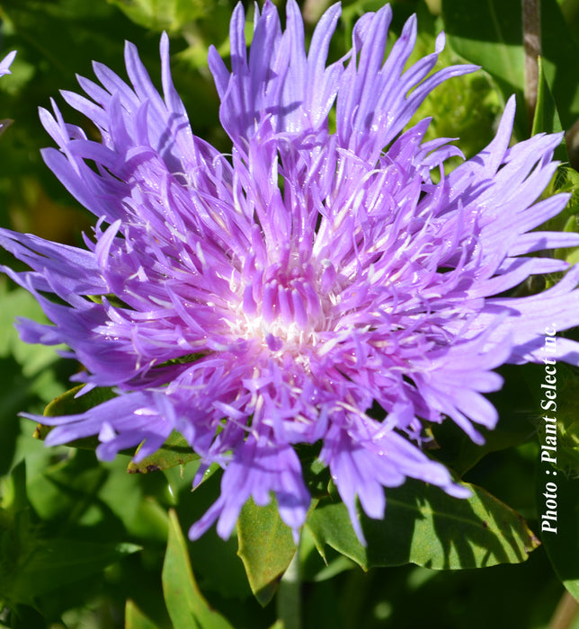 STOKESIA - PEACHIE'S PICK