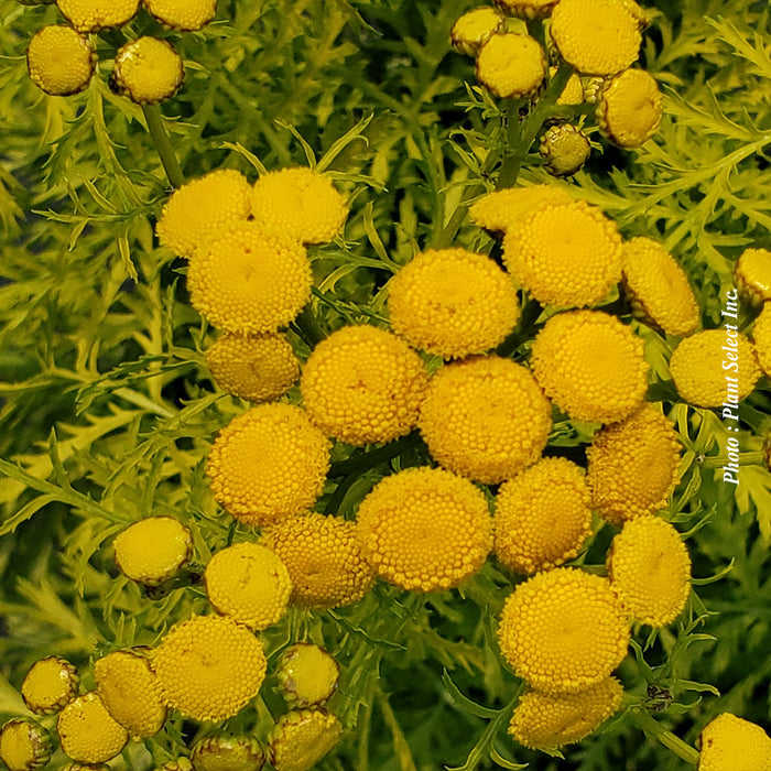 TANACETUM - ISLA GOLD