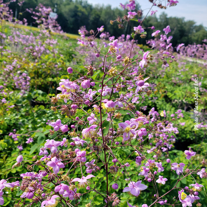 THALICTRUM ROCHEBRUNIANUM