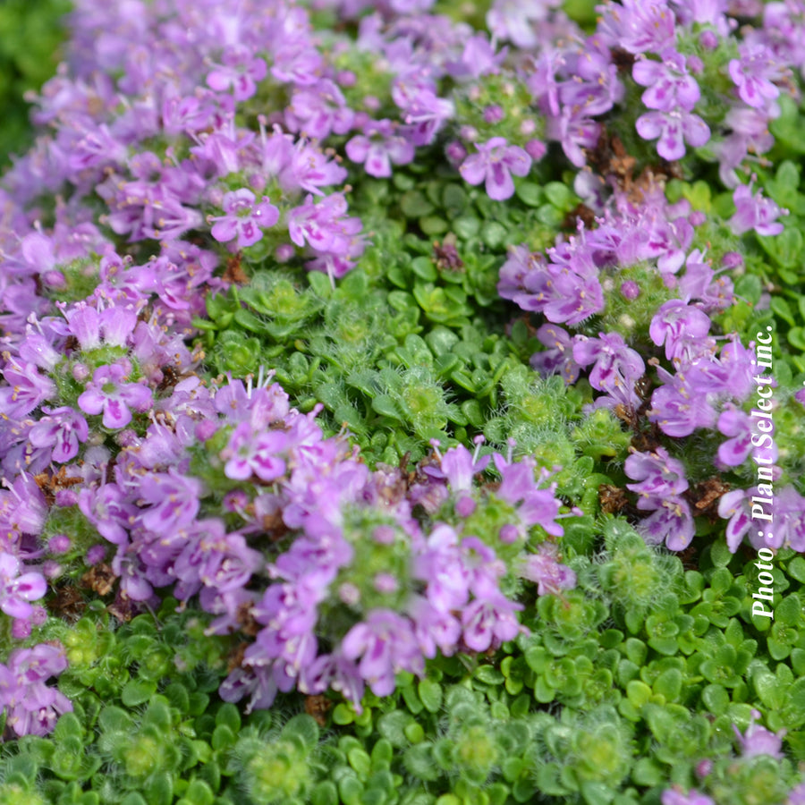 THYMUS PRAECOX ARCTICUS
