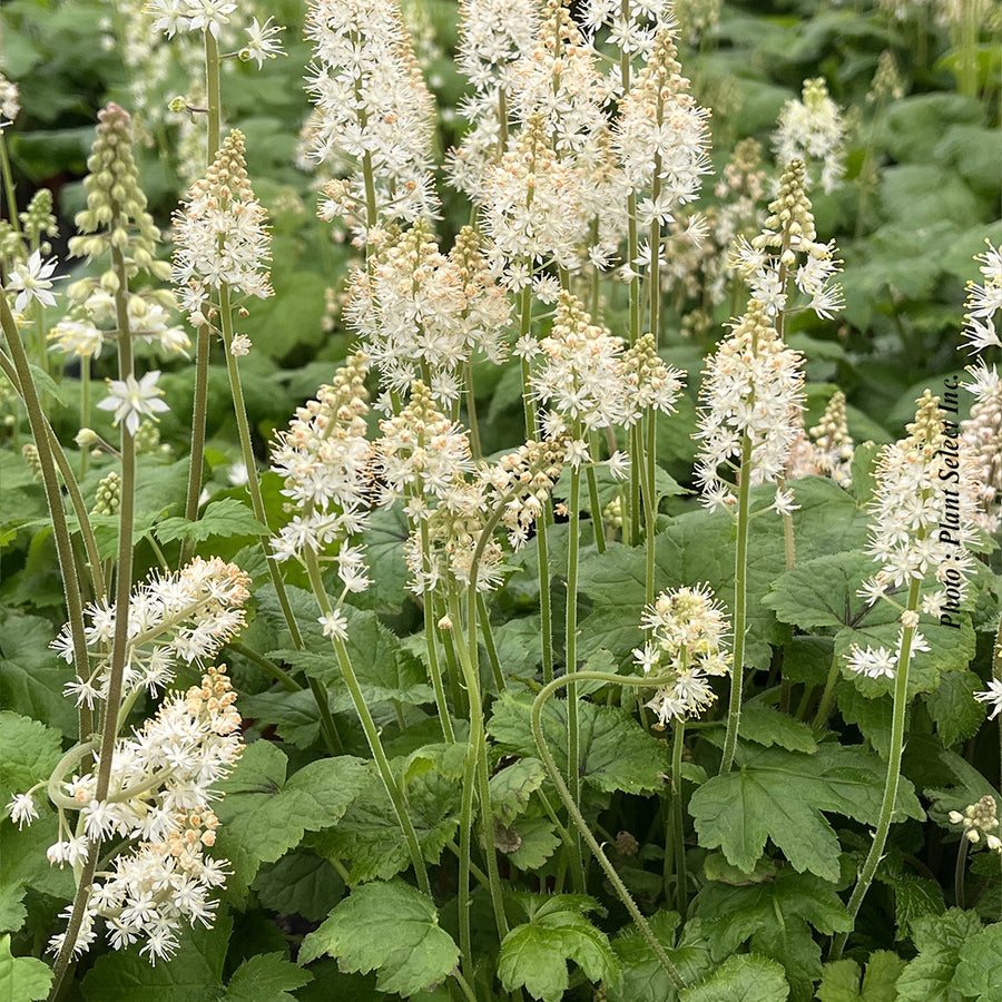 TIARELLA - CORDIFOLIA