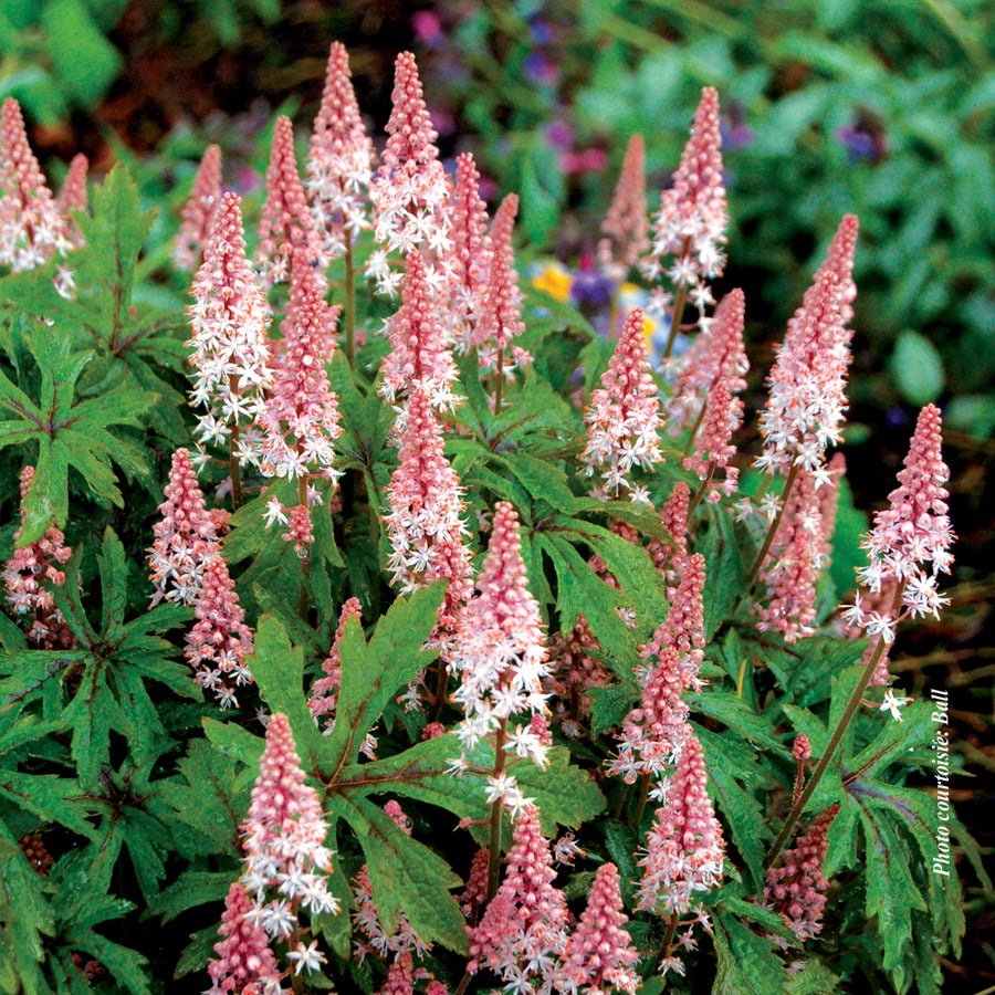 TIARELLA - PINK SKYROCKET