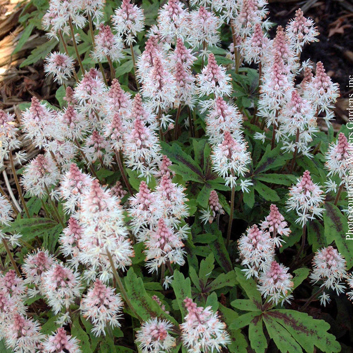TIARELLA - SPRING SYMPHONY