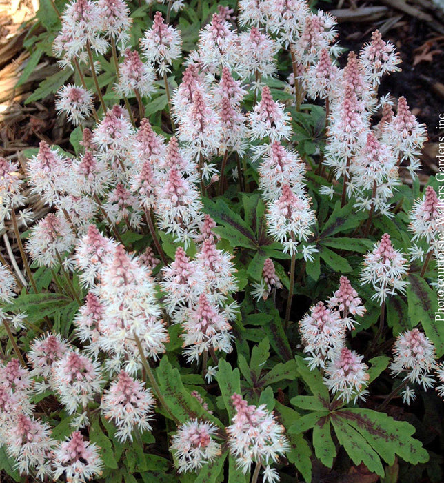 TIARELLA - SPRING SYMPHONY