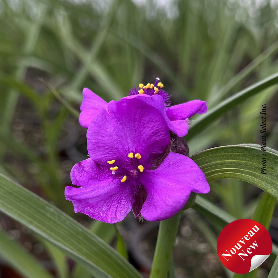 TRADESCANTIA - JS BRAINSTORM