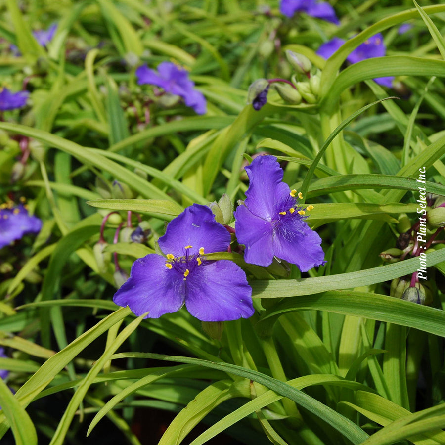 TRADESCANTIA - SWEET KATE