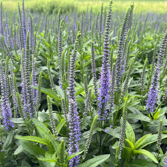 VERONICA - BLUE SKYWALKER