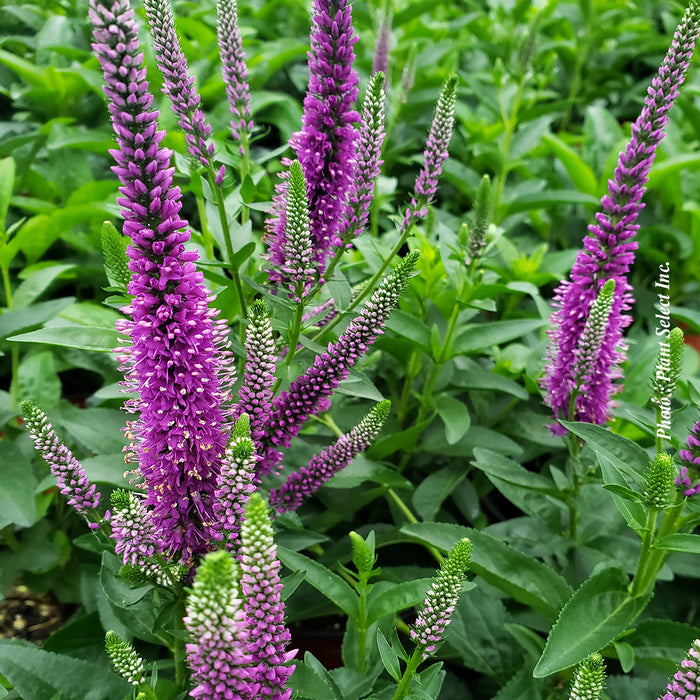 VERONICA - VERY VAN GOGH