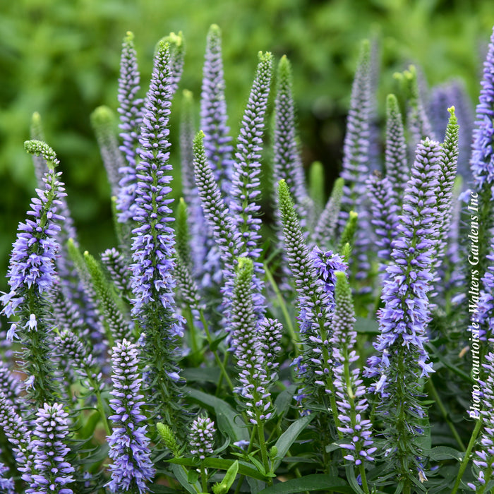 VERONICA MAGIC SHOW - EVER AFTER