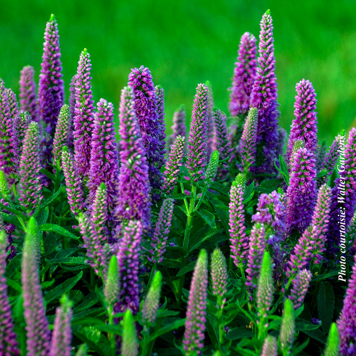 VERONICA MAGIC SHOW - PURPLE ILLUSION